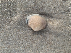 Austromactra rufescens