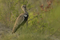 Eupodotis ruficrista