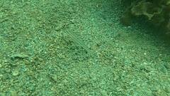 Valenciennea muralis