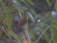 Pomatorhinus schisticeps