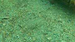 Valenciennea muralis