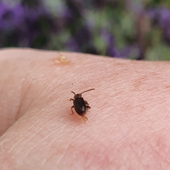 Cryptamorpha brevicornis