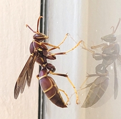 Polistes arizonensis