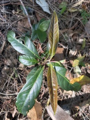 Rhodomyrtus psidioides