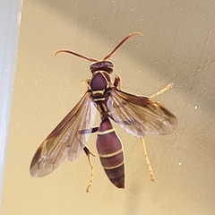 Polistes arizonensis