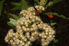 Baccharis latifolia