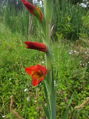 Gladiolus × hortulanus