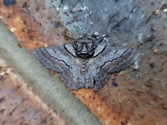 Hypobapta tachyhalotaria