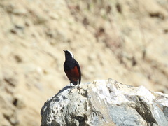 Phoenicurus leucocephalus