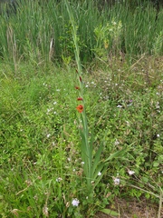 Gladiolus × hortulanus