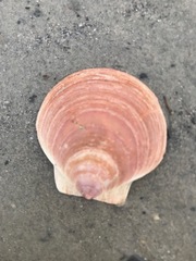 Placopecten magellanicus