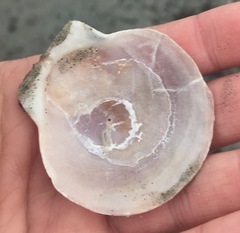 Placopecten magellanicus