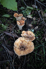 Turbinellus kauffmanii