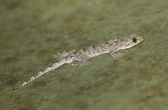 Gekko chinensis