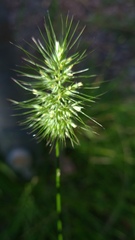 Echinopogon