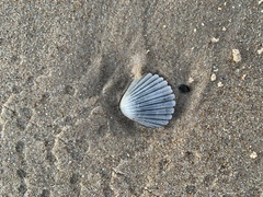 Pecten fumatus