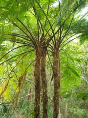 Cyathea cooperi