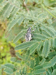 Ericydeus duodecimpunctatus
