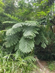 Cyathea cooperi
