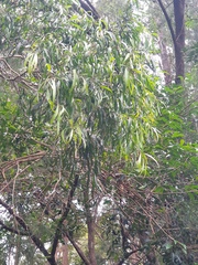 Melaleuca salicina