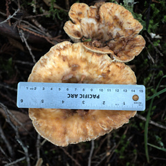 Turbinellus kauffmanii