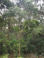 Melaleuca salicina