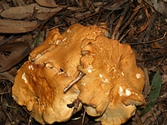 Leucopaxillus cerealis