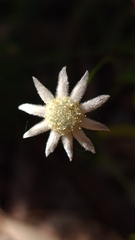 Actinotus minor
