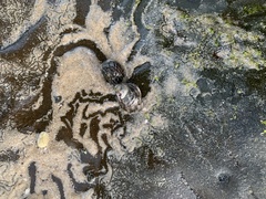 Austrocochlea porcata