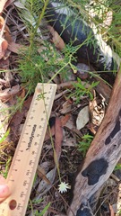 Actinotus minor