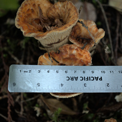 Turbinellus kauffmanii