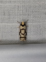 Scaptesyle dichotoma