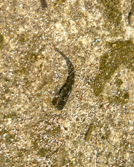 Istiblennius zebra