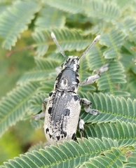Ericydeus duodecimpunctatus