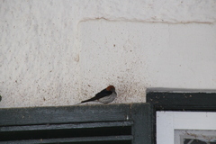 Cecropis abyssinica