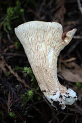 Turbinellus kauffmanii