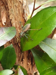 Ozphyllum naskreckii