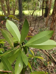 Tristaniopsis laurina