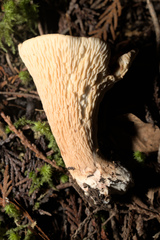 Turbinellus kauffmanii