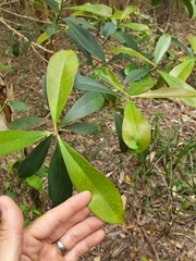 Tristaniopsis laurina