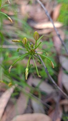 Tricoryne simplex
