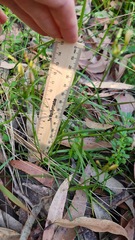 Tricoryne simplex