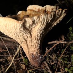 Turbinellus kauffmanii