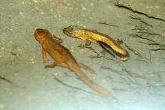 Paramesotriton hongkongensis