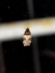 Sphyrelata melanoleuca