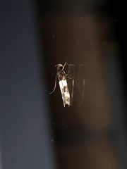 Sphyrelata melanoleuca