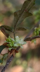 Xanthosia pilosa