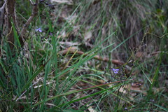 Dianella amoena