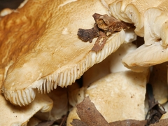 Leucopaxillus cerealis