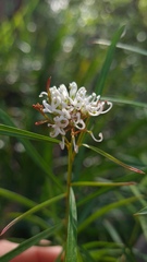 Grevillea linearifolia